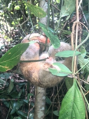 Cyclopes didactylus