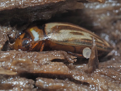Platambus maculatus