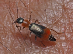 Cerapheles terminatus