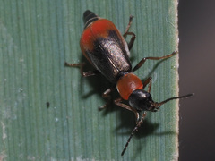 Cerapheles terminatus