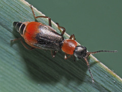 Cerapheles terminatus