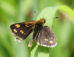 Taractrocera ceramas