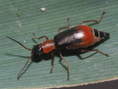 Cerapheles terminatus