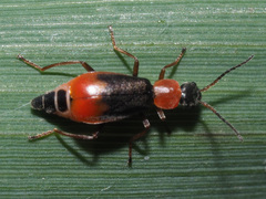 Cerapheles terminatus