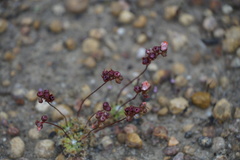 Drosera platystigma