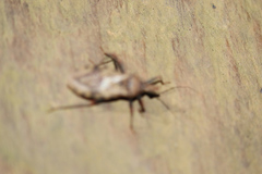 Panstrongylus geniculatus