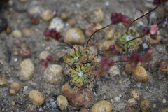Drosera platystigma