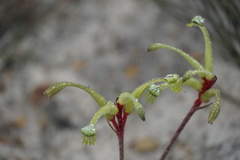 Anigozanthos bicolor decrescens