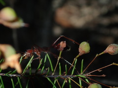 Dillwynia sieberi