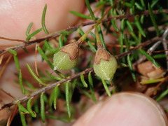 Dillwynia sieberi