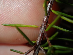 Dillwynia sieberi