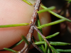 Dillwynia sieberi