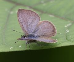 Prosotas nora ardates