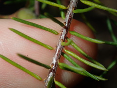 Dillwynia sieberi