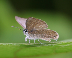 Prosotas nora ardates