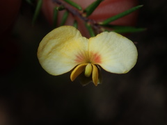 Dillwynia sieberi