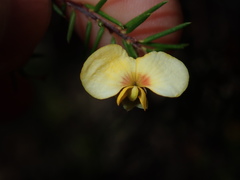 Dillwynia sieberi