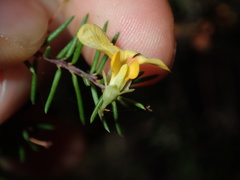 Dillwynia sieberi