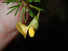 Dillwynia sieberi