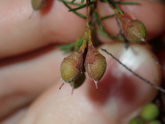 Dillwynia sieberi