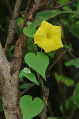 Ipomoea clarkei