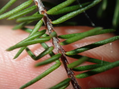 Dillwynia sieberi