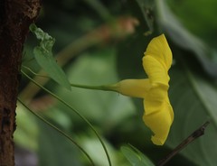 Ipomoea clarkei
