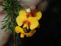 Dillwynia sieberi