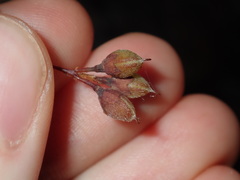 Dillwynia sieberi