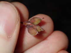 Dillwynia sieberi