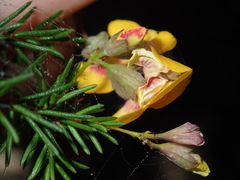 Dillwynia sieberi