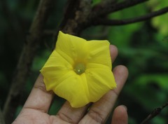 Ipomoea clarkei