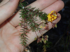 Dillwynia sieberi