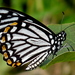 Papilio clytia dissimilis - Photo (c) Jkadavoor (Jee), alguns direitos reservados (CC BY-NC-SA)