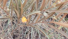 Eugenia langsdorffii