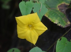 Ipomoea clarkei