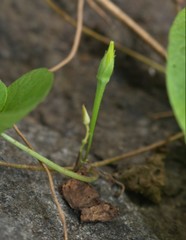 Ipomoea clarkei