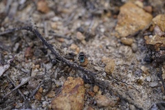 Maratus karrie