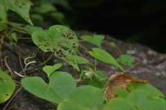 Ipomoea clarkei