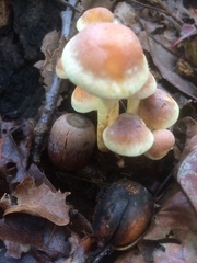 Agaricomycetes