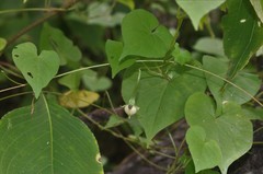 Ipomoea clarkei