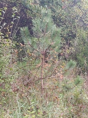 Pinus