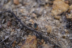 Maratus karrie