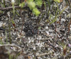 Pseudophryne guentheri