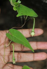 Ipomoea clarkei