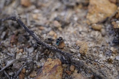 Maratus karrie