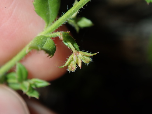 Image of Gonocarpus teucrioides by (c) Thomas Mesaglio, some rights reserved (CC BY)