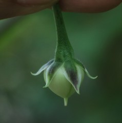 Ipomoea clarkei