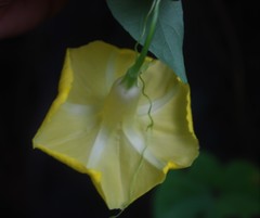 Ipomoea clarkei