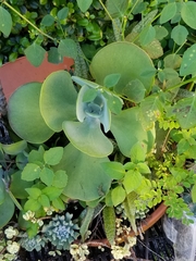 Kalanchoe luciae